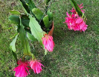 Prodám fylokaktusy - 7