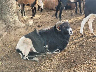 Kamerunská ovce - beránek - 7