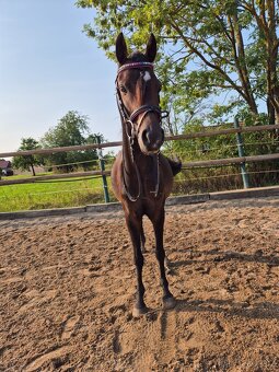 Klisna 6let welsh pony B ukončení JK - 7