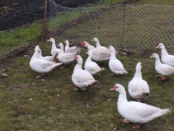 Kachna pižmová - 7