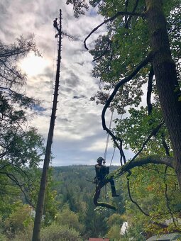 Arboristické služby – kácení, prořez, údržba stromů - 7