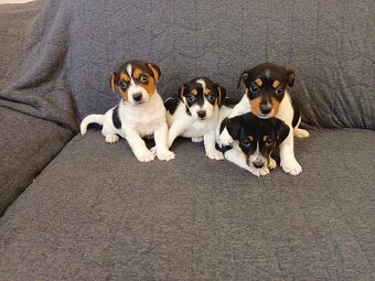 Jack russell - 7