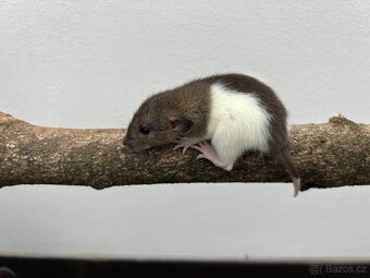 Potkan Dumbo - 7