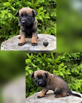 Belgický ovčák Malinois s PP po Edward Ad-Gür - 7