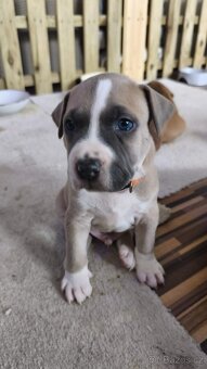 Americký stafordšírský teriér - 7