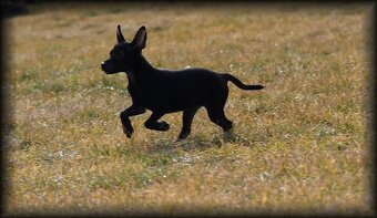 Mexický naháč mini s PP - 7