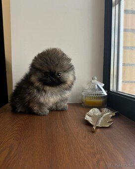 Pomeranian mini - 7