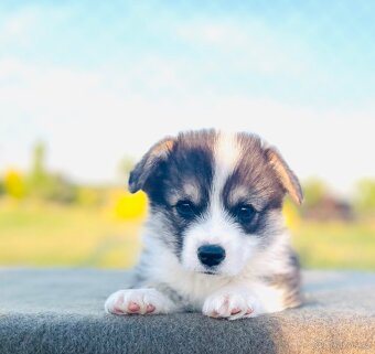 Welsh corgi pembroke s PP (FCI) - 7
