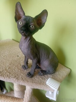 Koťátka Sphynx - 7