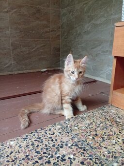 Mainská mývalí , MCO maine coon - 7