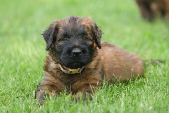 Briard s PP - 7