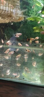 16kč Paví očka+ Plata Skvrňitá+Mečovka zelená, Český Tešin - 7