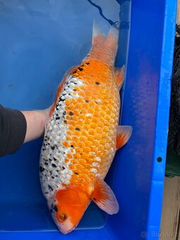 Koi - 7