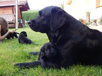 Štěňátka labradorský retriever s PP - labrador s PP - 7