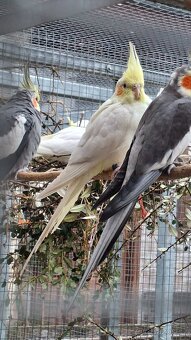 Korely chocholaté - 7