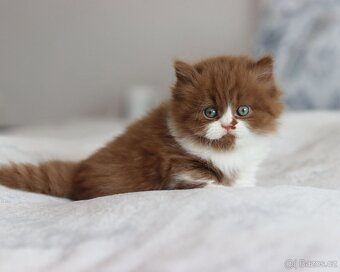 Britská koťátka s PP právě k odběru. - 7