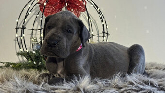 Německá doga modrá s PP - 1 měsíc - 7