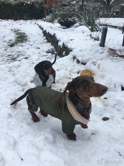 Jezečík ke krytí - 7