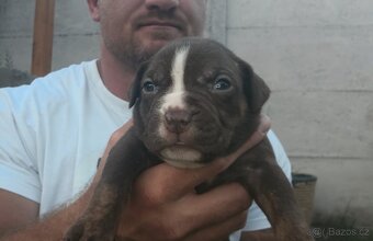 American Bully - ch.s Family Muscle Bullies - 7