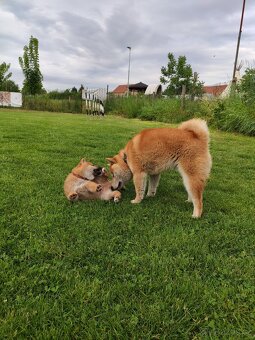 Shiba inu s PP - 7