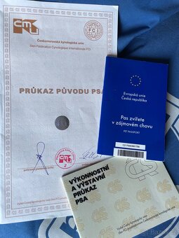 Německýboxer s PP, Chov. stanice - 7