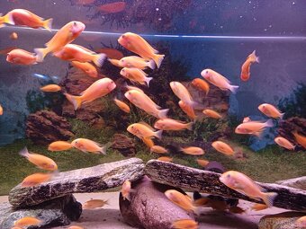 Tropheus Red Bishop - 7