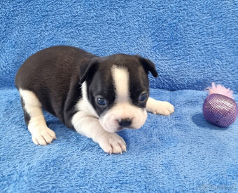 Boston terier,Bostonský terier,Boston terrier COLORED - 7