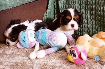 Cavalier, kavalier, cavalier king charles spaniel - 7