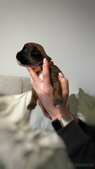 Německý boxer - Full european FCI pedigree - 7