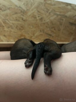 Belgický ovčák malinois-štěňata - 7