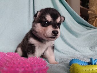 sibiřský husky štěně štěňata štěňátka - 7