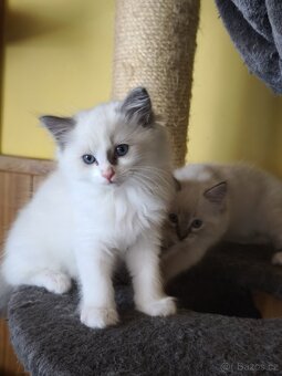 Ragdoll bez PP - 7
