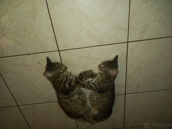 Koťátka Britské modré kočky - 7