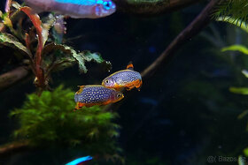 Dánio perlové - Razbora galaxy - 7