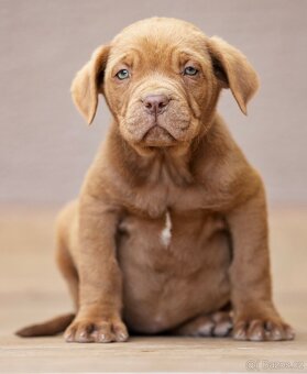 Bandog, Molos , Mastif - 7