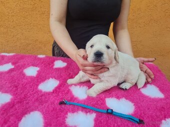 Zlatý retrívr - šteniatka s PP, poslední 2 chlapci voľní - 7