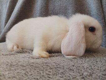 Samička zakrslého beránka 🐇🐇 - 7