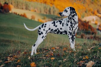 Dalmatinsky pes s PP, dalmatinec, dalmatin - 7