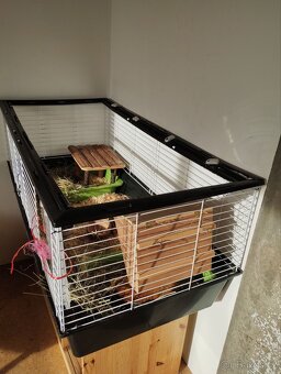 2 morčecí mladí samci nekastrovaní - jen spolu - 7