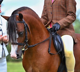 Připouštění Welsh mountain pony v AP - 7