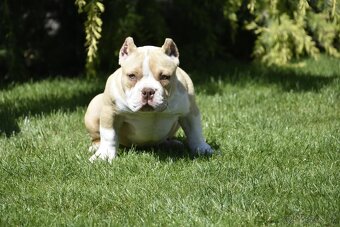 American bully s PP - 7