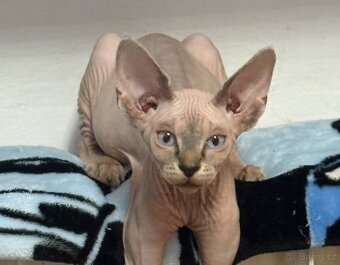 Kanadský Sphynx - 7