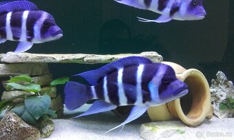 Tanganyika - 7