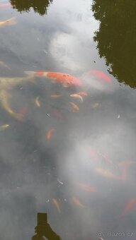 Koi kapr, jeseter, karas - 7