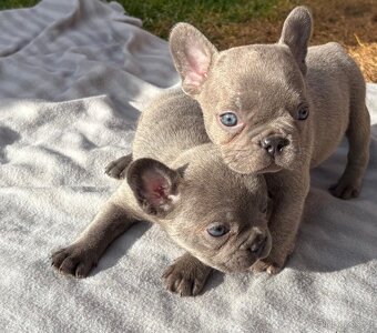 Francouzsky buldoček - 7