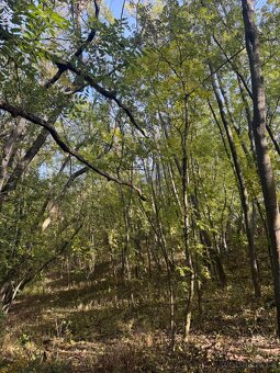 Prodej pozemků v k.ú. Jeníkovice u Choltic - 7