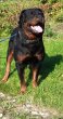 Rottweiler, rotvajler, RTW s PP - 7