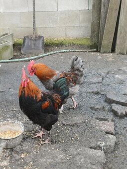 Kohout Maranska měděnokrká - 7