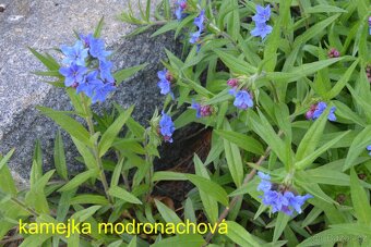 Nenáročné trvalky - 7
