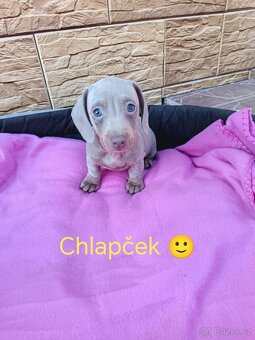 Jezevčík trpaslici čierny, merle,izabela - 7